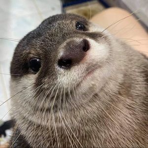 Meet your Posher, Tatiana